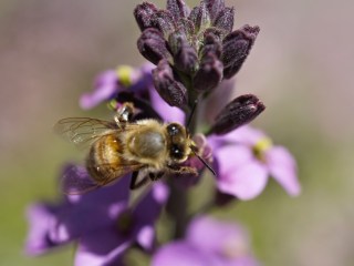 bee on a flower eating pollen bee on a flower eating pollen