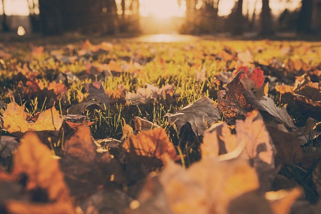 fall leaves autumn positive view closeup of fall leaves with the light of dawn breaking on the horizon