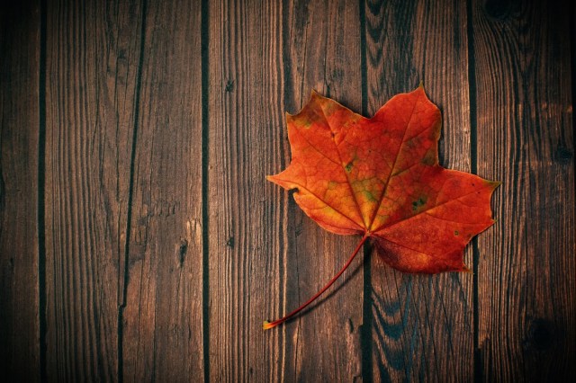 fall autumn leaf beautiful golden red fall leaf on a dark wood plank background