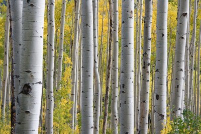 white birch trees yellow and green leaves birch allergy white birch trees in a forest of yellow and green