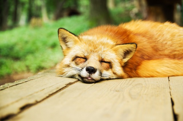 face of sleeping fox facing you