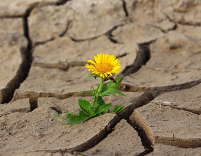 dandelion growing from stone miracles single dandelion growing from the cracks of volcanic-looking rock
